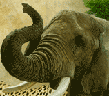San Diego Zoo Ad